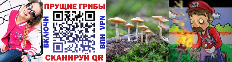 ссылка на мегу ссылка  купить   Новая Ладога  Галлюциногенные грибы GOLDEN TEACHER 